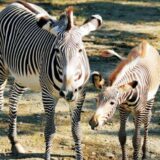 石川動物園