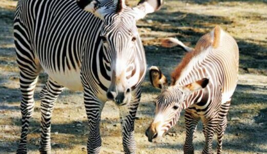 石川動物園の割引券やクーポンを使ってお得に楽しむ方法！